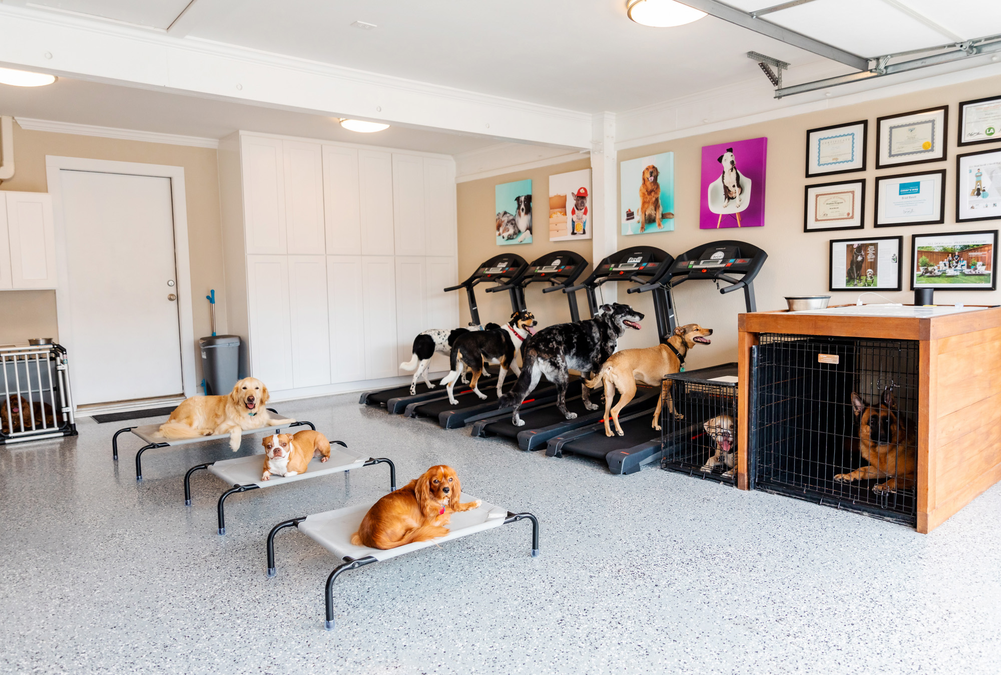 Bevill Dog Behavior Dallas Dog Trainer
